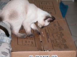 kittens - 071307 30